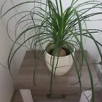 Storchennest