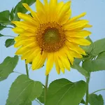 Storchennest