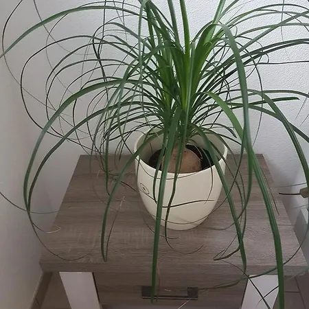 Storchennest