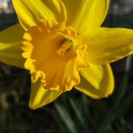 Storchennest Bad Säckingen
