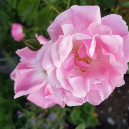 Storchennest * Бад-Зекинген