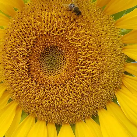 Storchennest Habitación en casa particular