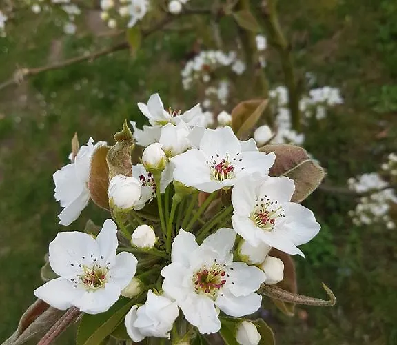 Storchennest 홈스테이