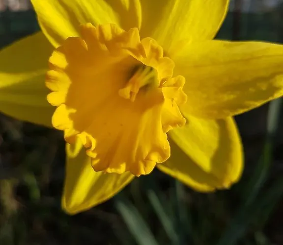 Storchennest 바드사킹겐