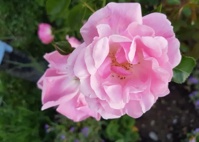 Storchennest * Bad Säckingen