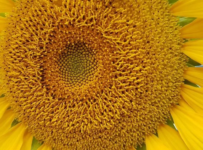 Storchennest Séjour chez l'habitant